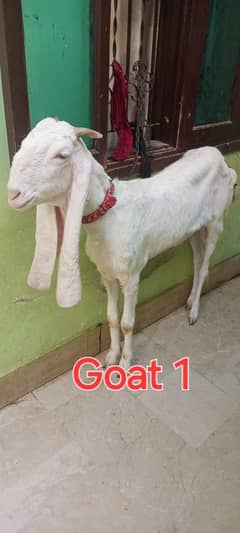 Gulabi goat