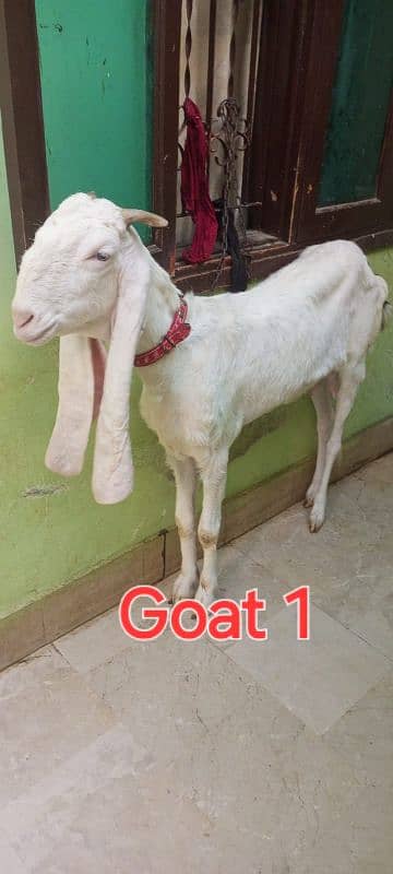 Gulabi goat 0