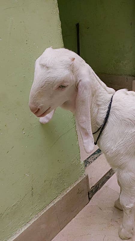 Gulabi goat 1