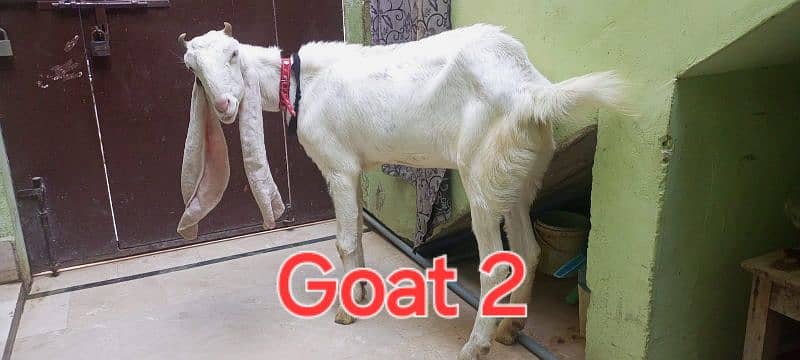 Gulabi goat 4