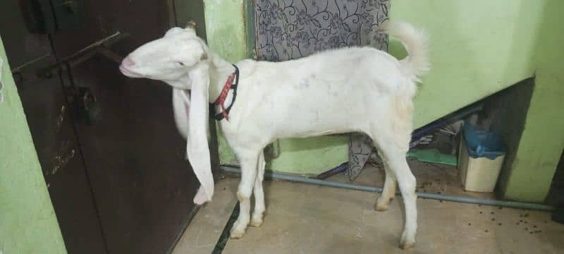 Gulabi goat 5