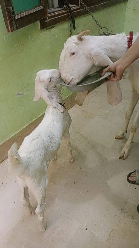 Gulabi goat 6