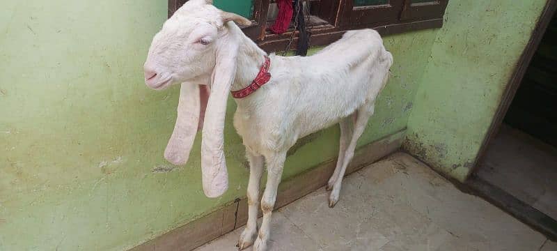 Gulabi goat 7