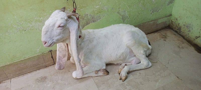 Gulabi goat 8