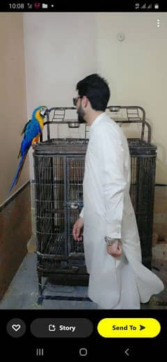 macaw