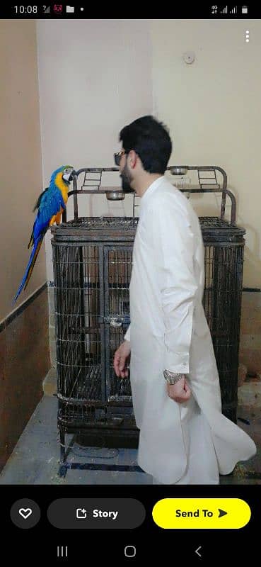 macaw 0