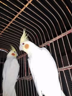 Breeder Male Cockatiel urgent sale