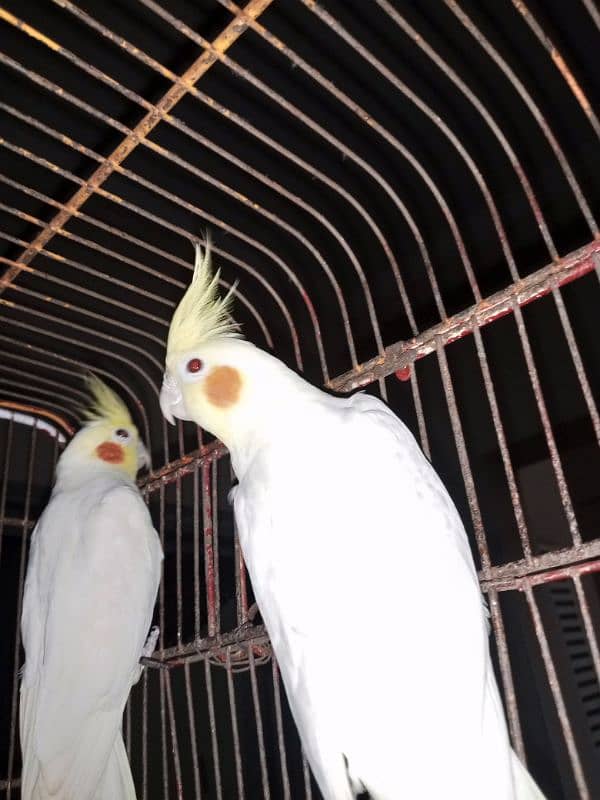 Breeder Male Cockatiel urgent sale 0