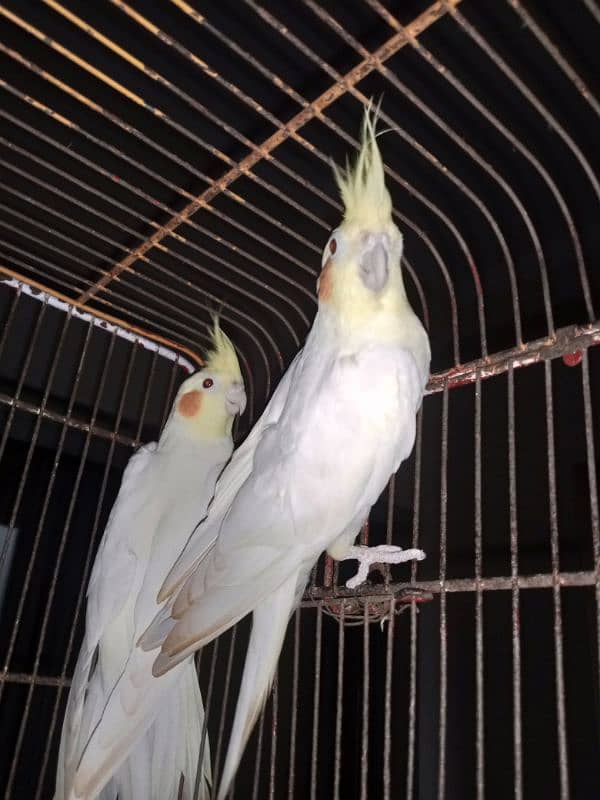 Breeder Male Cockatiel urgent sale 1