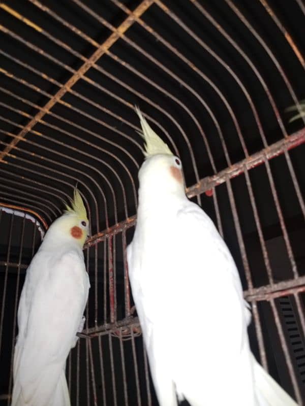 Breeder Male Cockatiel urgent sale 2