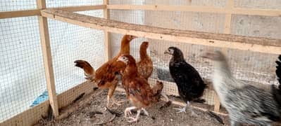 Golden Misri Chicks | Desi Chuza | Pathay | Pathian | hens | Murghi