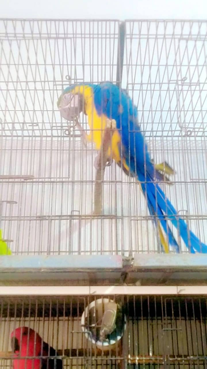 Macaw parrot mail. Age 2nd years ago and looking is good 2