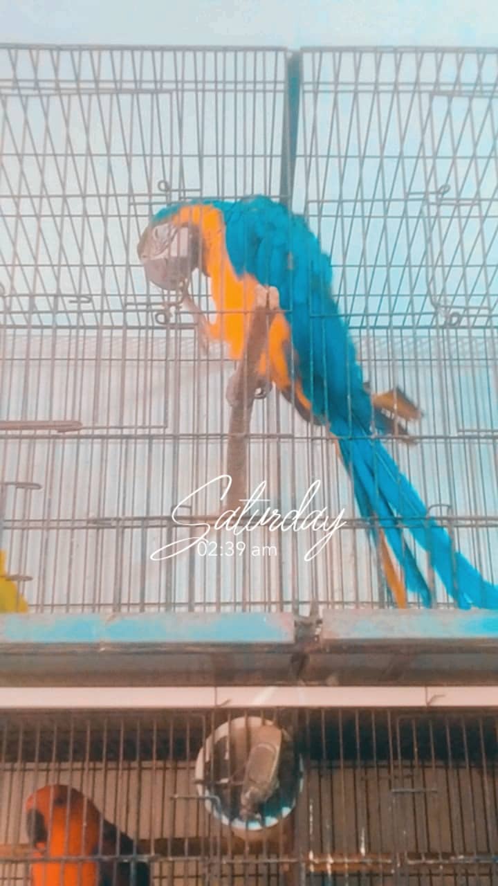 Macaw parrot mail. Age 2nd years ago and looking is good 3