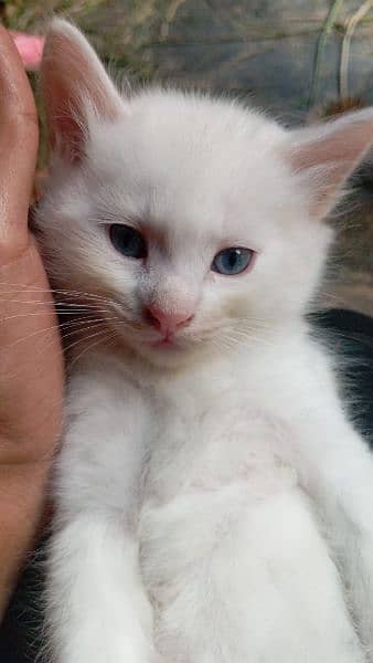 Pure persian Cat kitten 3