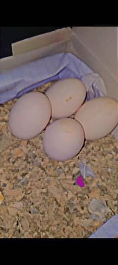 QUALITY PAIR  FERTILE eggs available contact 03140340663