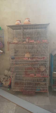 birds cages