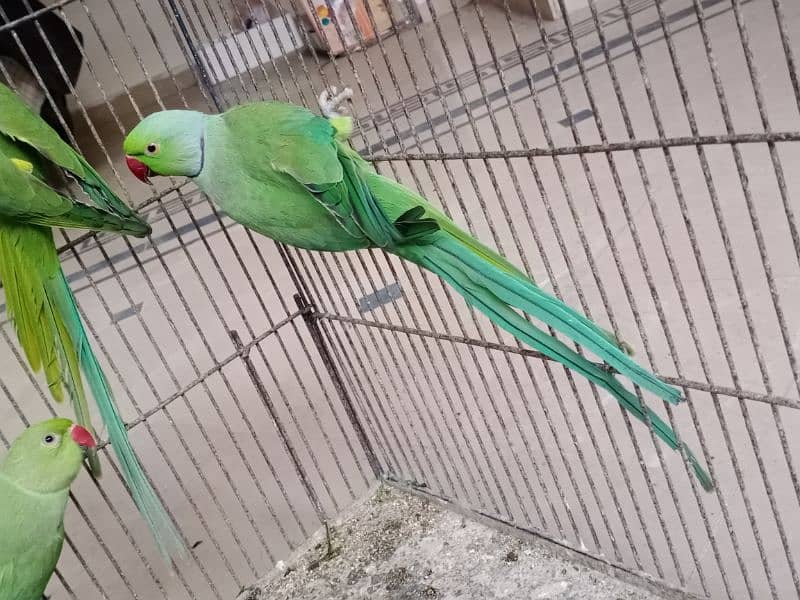 Active and healthy Bird 0