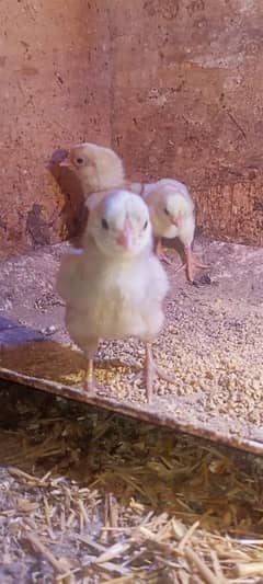 heera chicks