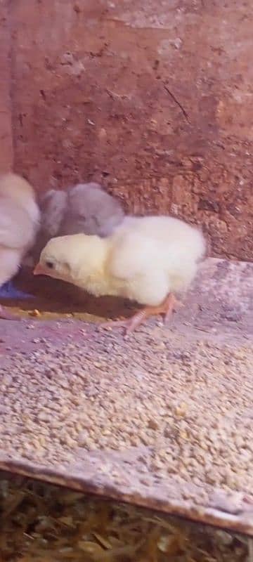 heera chicks 1