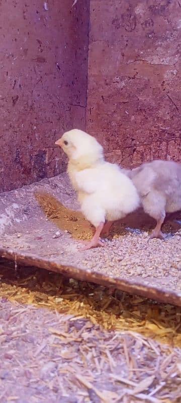 heera chicks 2