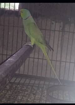 Green ringneck male