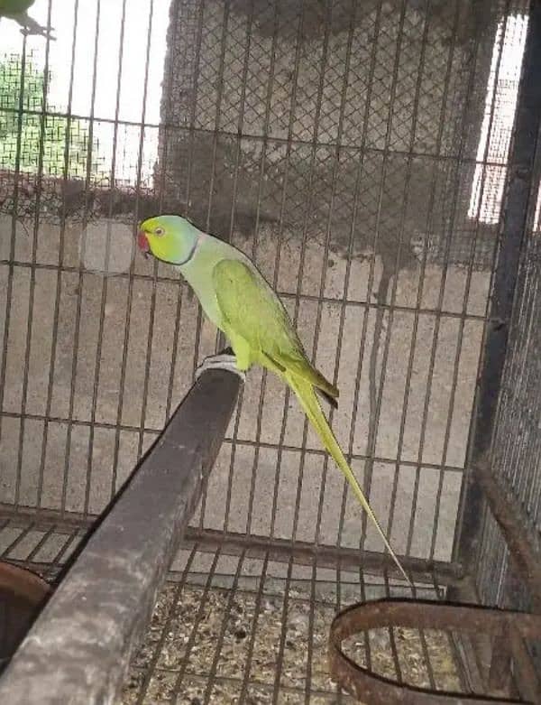 Green ringneck male 1