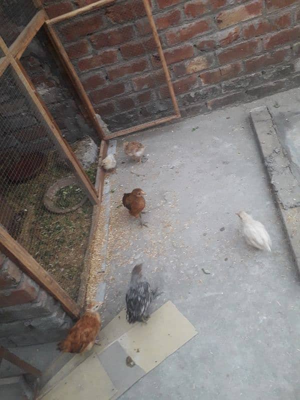 12 pieces ha desi chicks ka urgent sale 0