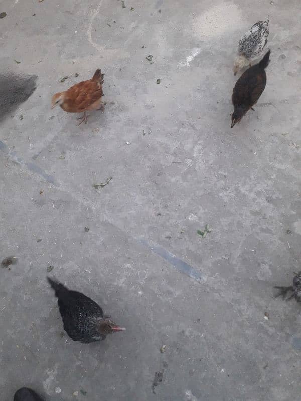 12 pieces ha desi chicks ka urgent sale 4