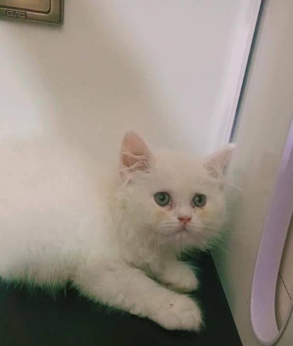 pure Persian triple coated  high quality kittens 1