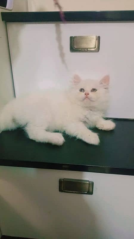 pure Persian triple coated  high quality kittens 2