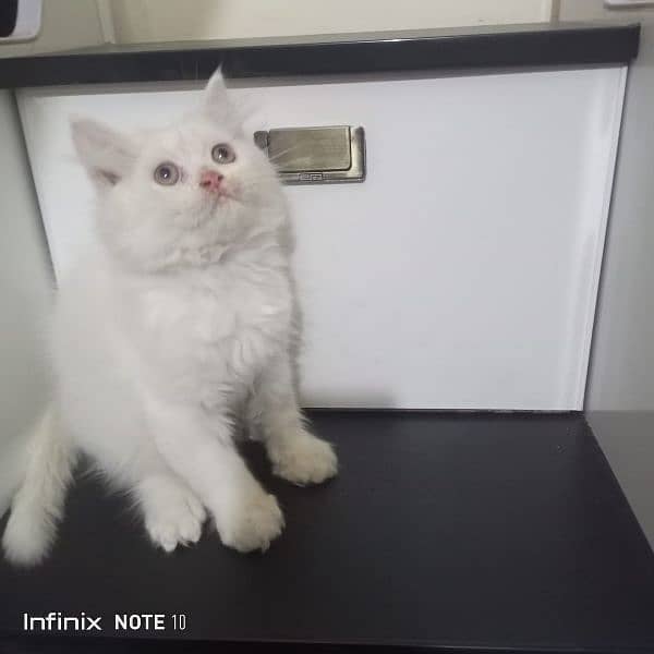 pure Persian triple coated  high quality kittens 3