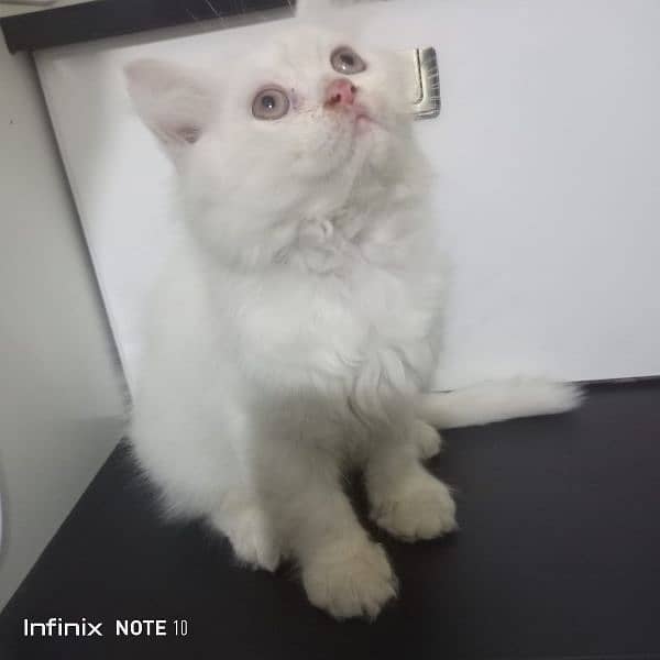 pure Persian triple coated  high quality kittens 4