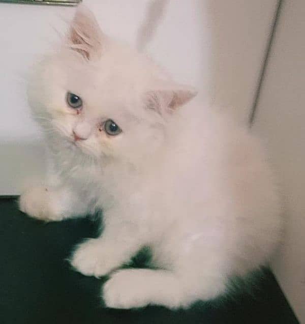 pure Persian triple coated  high quality kittens 6