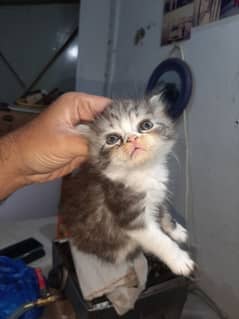 4 kitten pure Persian