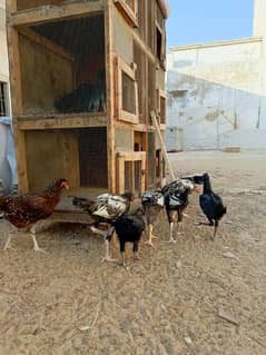 Pure Quality Aseel Cheena Hen With 9 Chicks 8 months