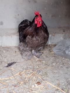 Bantam