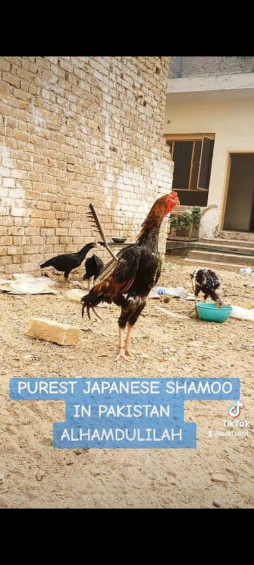 PUREST JAPANESE SHAMOO MALES AND FEMALES 2