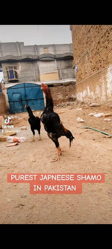 PUREST JAPANESE SHAMOO MALES AND FEMALES 4