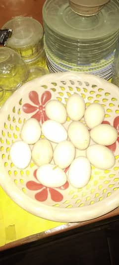 silkies bread eggs