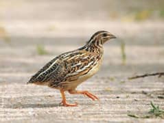 Batair | Quail | Breeder Batair