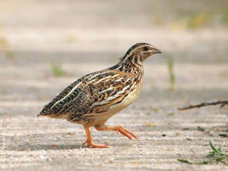 Batair | Quail | Breeder Batair 0