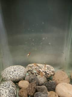 guppy pair and babies available for sale