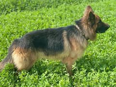 German shepherd Male dog sale