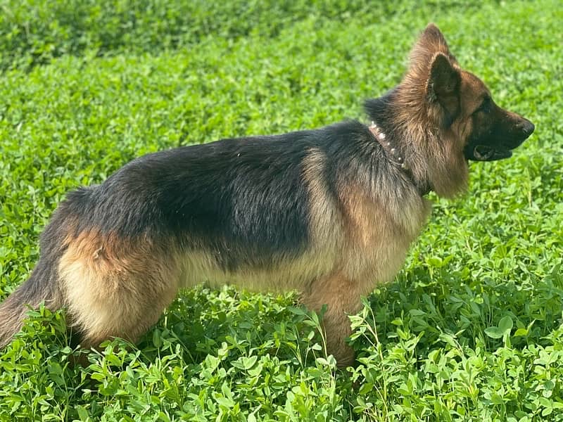 German shepherd Male dog sale 0