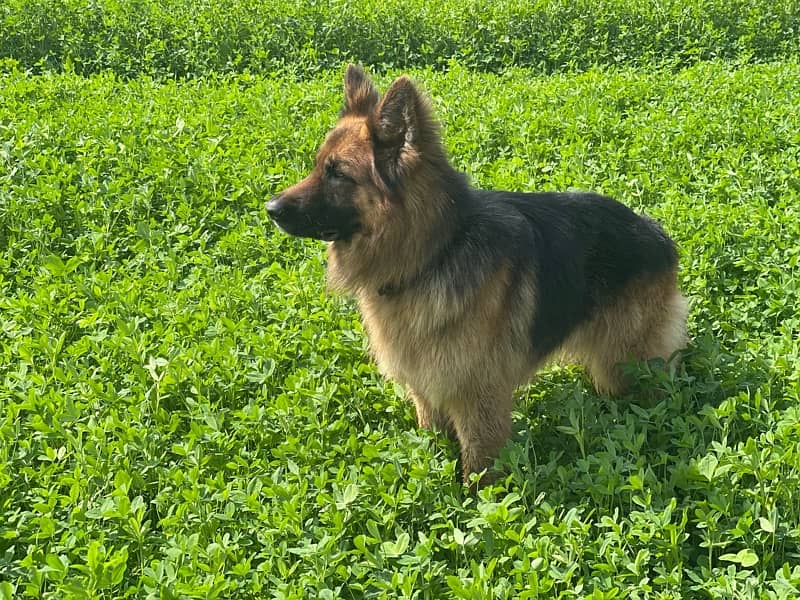 German shepherd Male dog sale 1