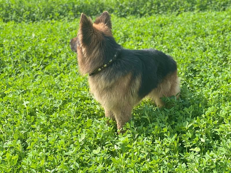 German shepherd Male dog sale 2