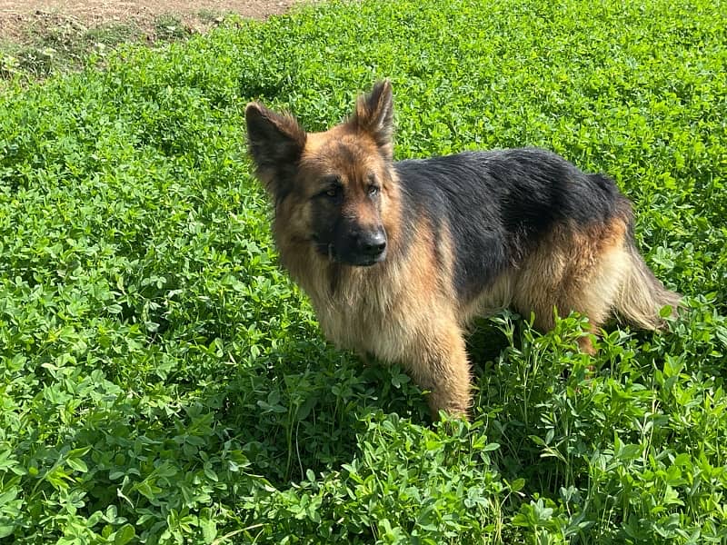 German shepherd Male dog sale 5