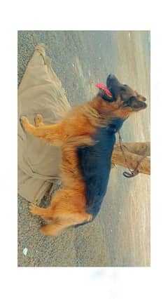 German shepherd male available for sale