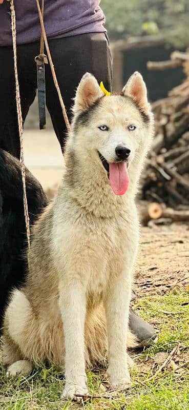 breeder husky female 3