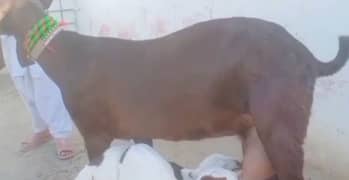 desi Bakra for sale WhatsApp number 03487390292)